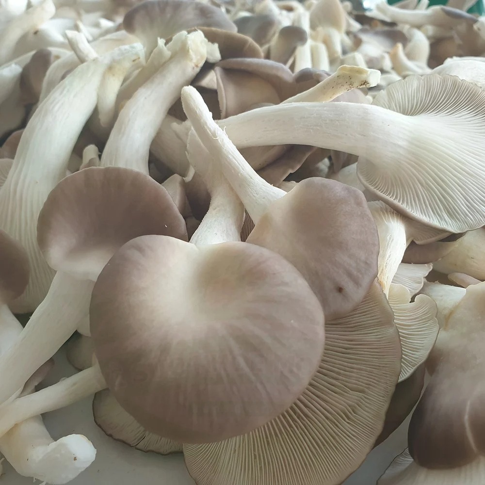 (HỘ KINH DOANH) NGUYỄN VĂN BEO